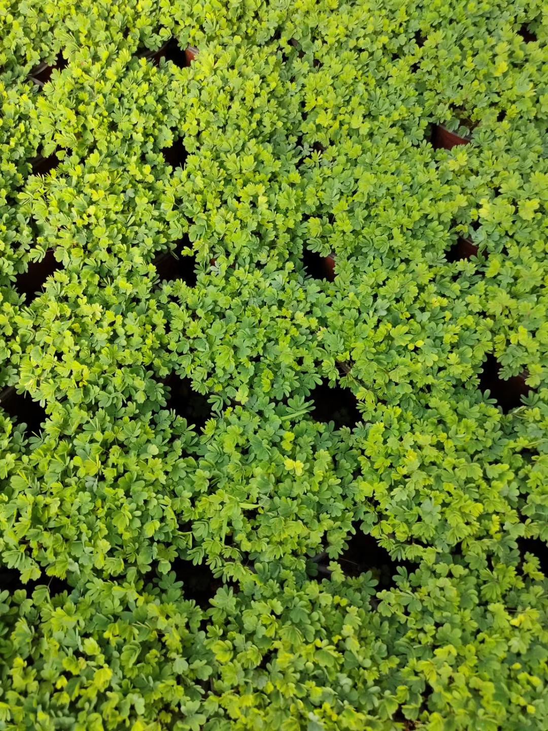 含羞草  密实度超级好  含羞草质量A级