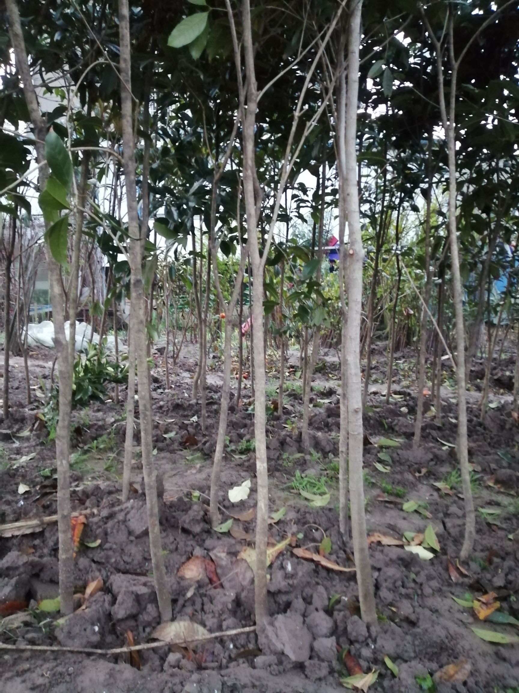 八月桂 桂花树