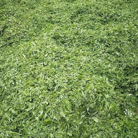 贵定县云雾茶 一牙二叶香茶