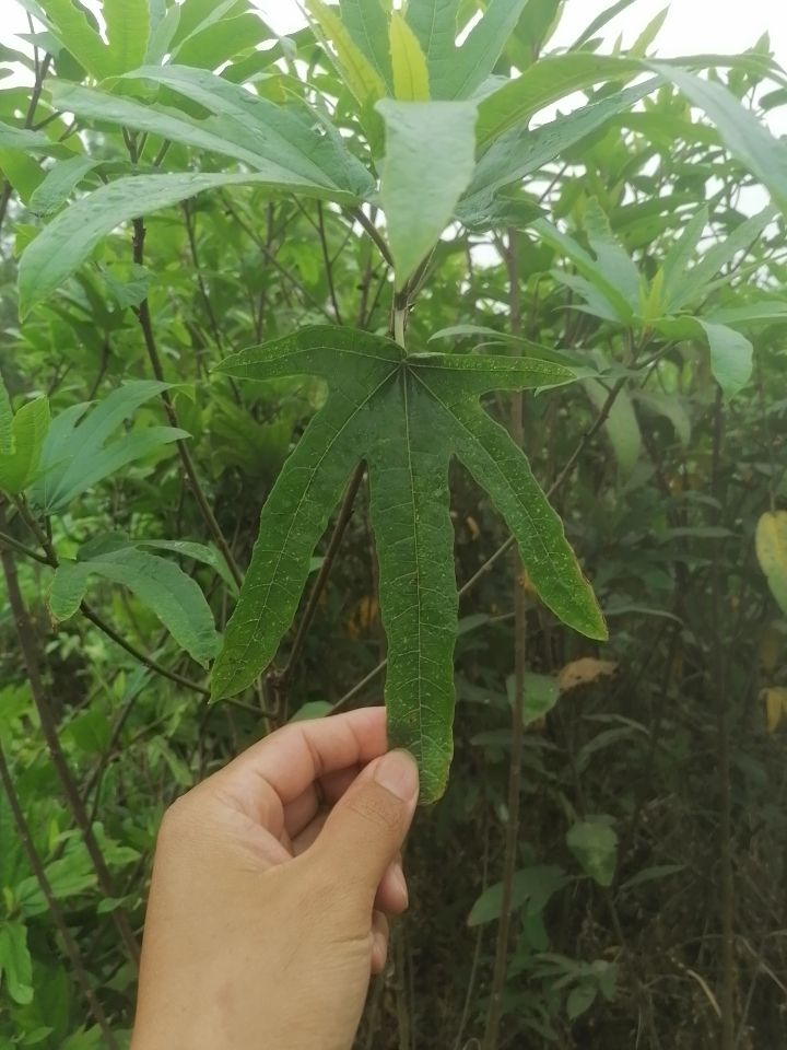  五指毛桃根