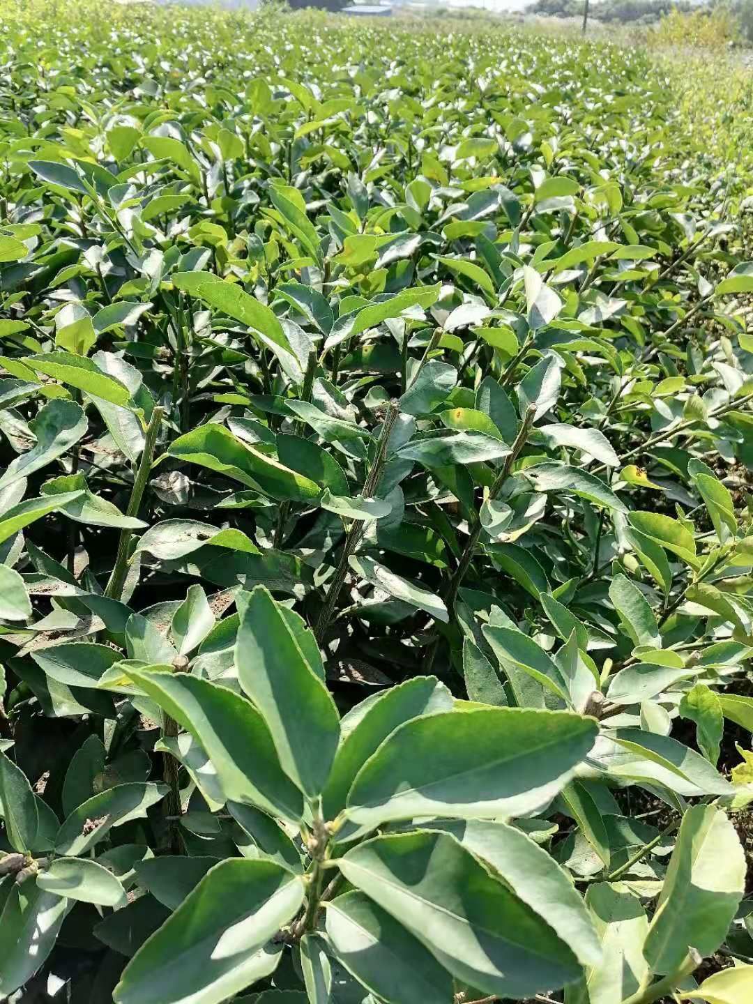 青柠檬苗  苗圃基地 包邮 供应 无籽青柠 嫁接苗
