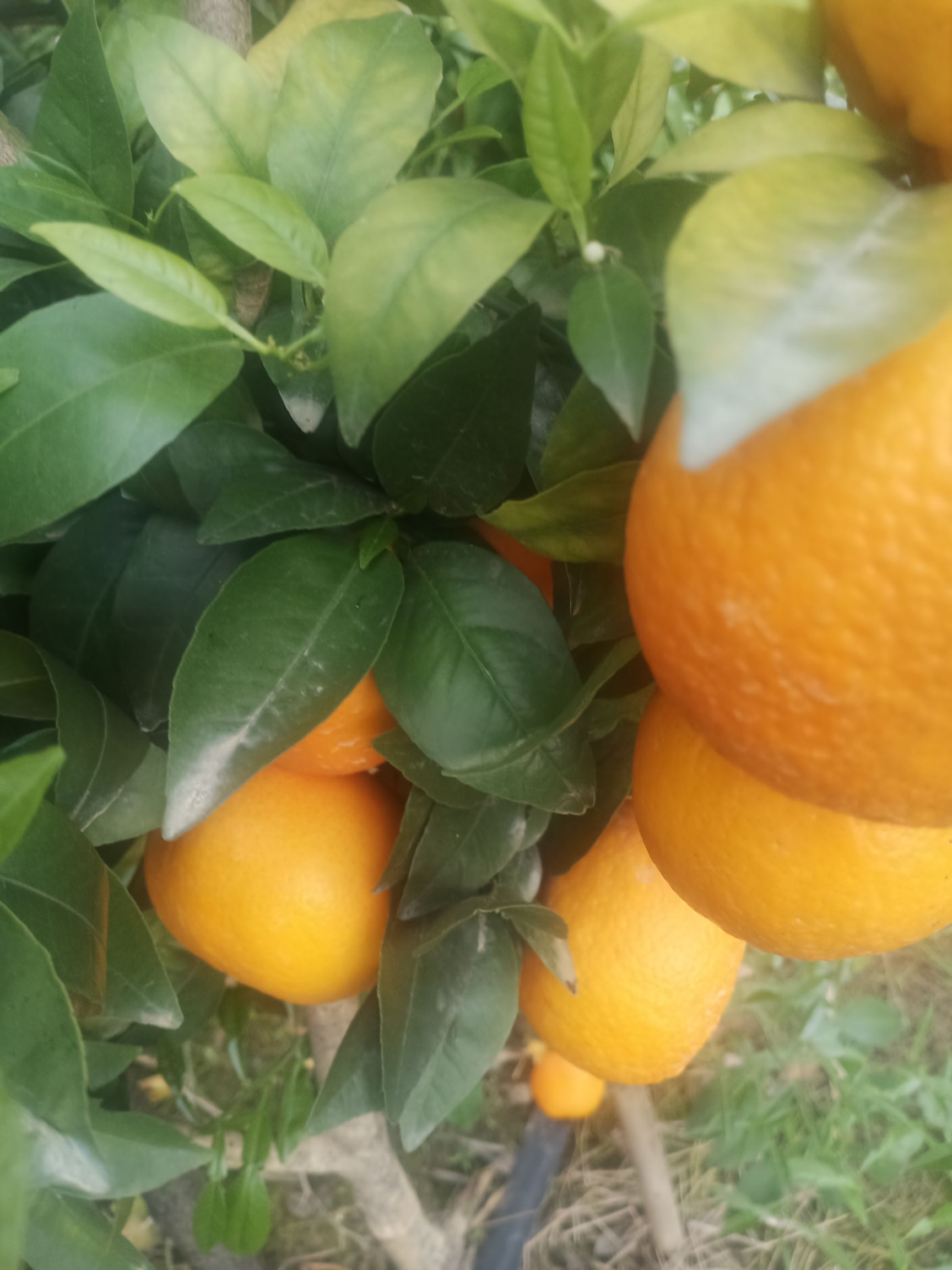 沃柑 轻微霜冻甜，口感硬庋可以