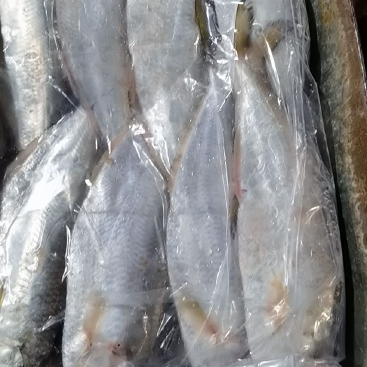 宁波白鲢鱼 东海大白力，每条一斤左右