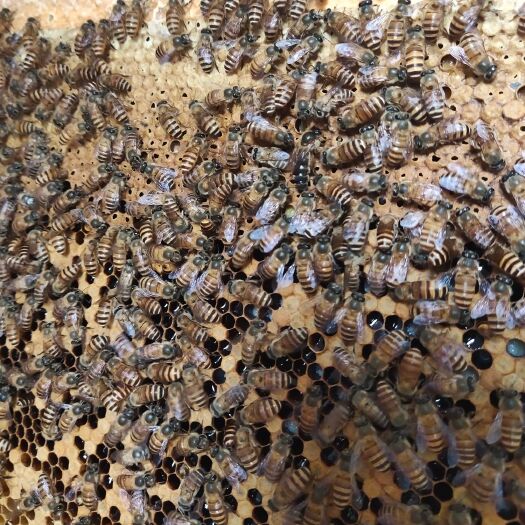 重庆市中华蜜蜂  中中华小蜜蜂 中蜂