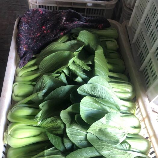聊城 大量供应小白菜，上海青