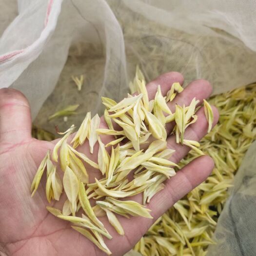 松阳县开春头採新白茶 级白仙子，茶中高贵