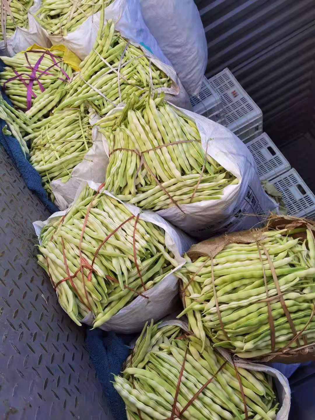 九粒白芸豆  山东沂水芸豆批发市场  货源足   质量好  价格优