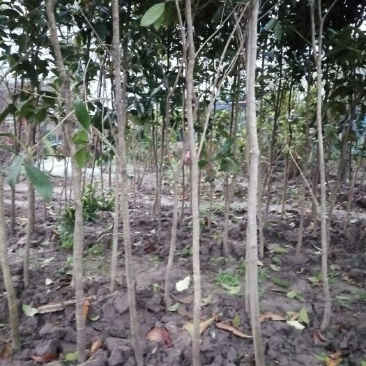 南通四季桂 桂花树