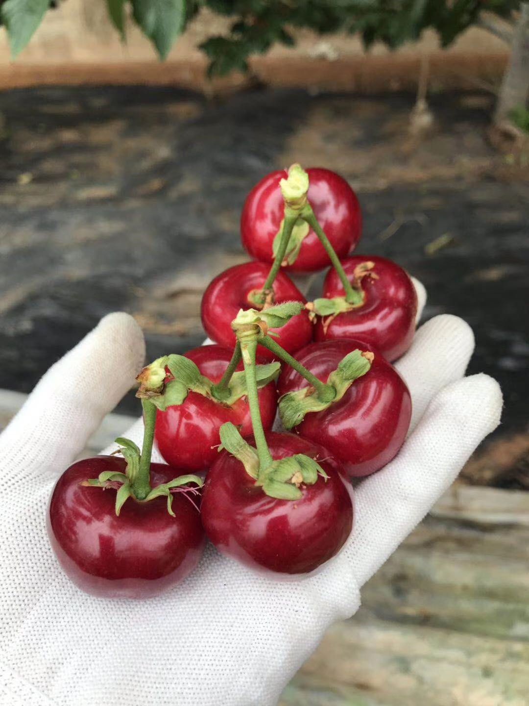 大紫樱桃 平度市云山镇大棚大樱桃大量上市