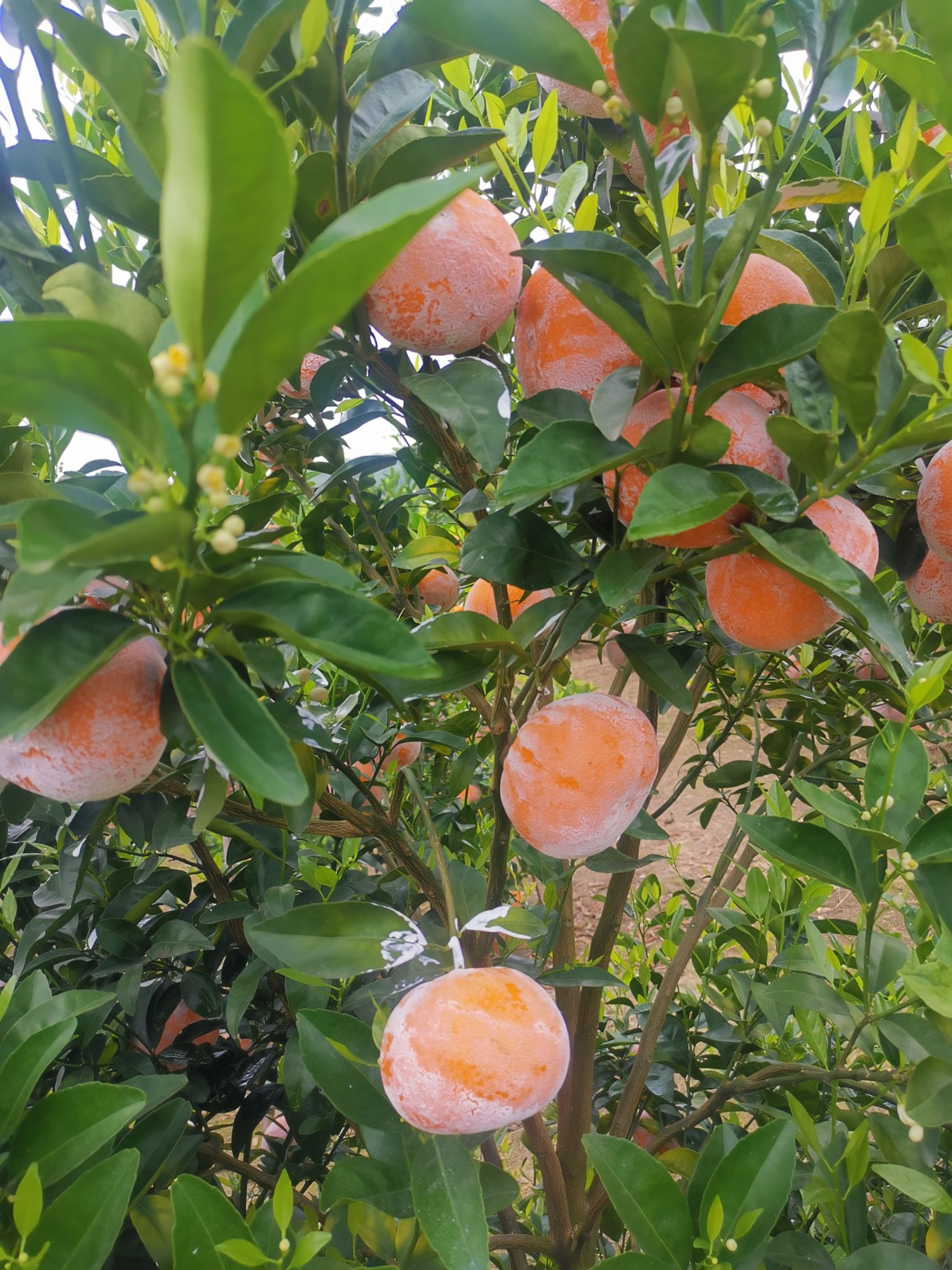 大量茂谷柑上市