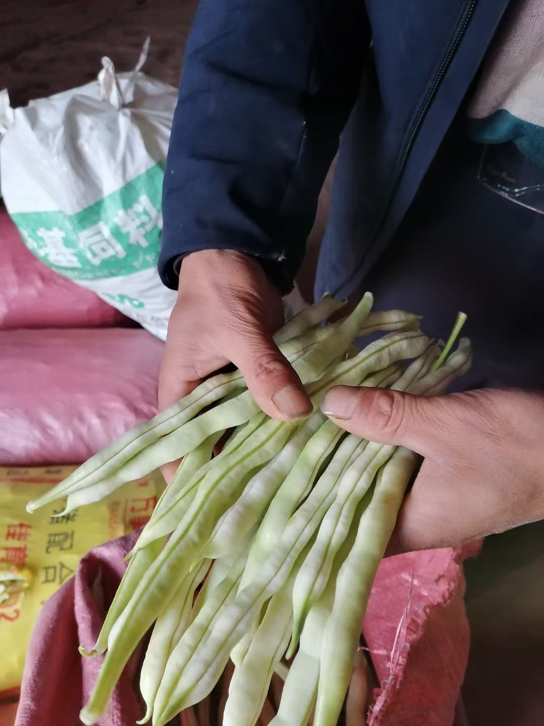 九粒白芸豆  山东沂水芸豆批发市场  货源足   质量好  价格优