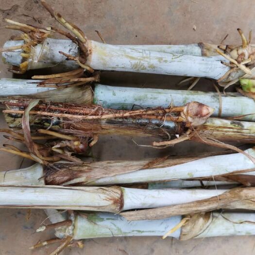 贞丰县甜象草种子 甜象草 多年生牧草 2/3个芽