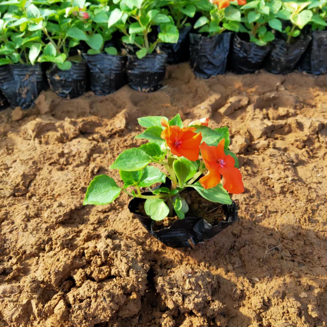 凤仙花  非洲凤仙，花草出货量大价格不稳定具体价格拍下后详谈