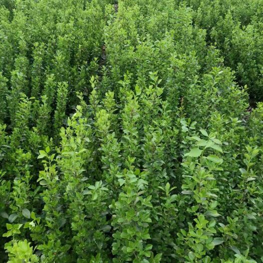 新沂市胶东卫矛  50-80高