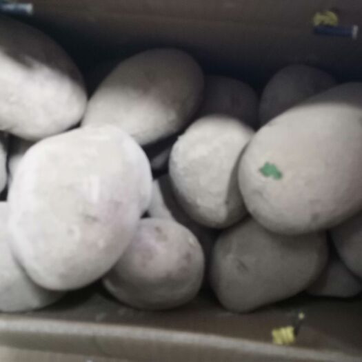 临洮县陇薯10号 土豆   山上种植旱地   红洋芋