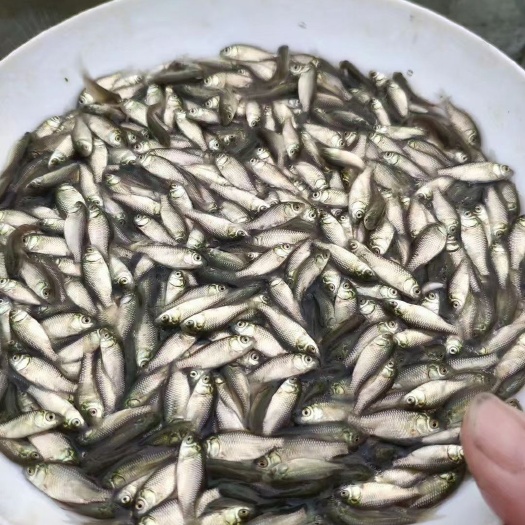 广州中科鲫鱼苗