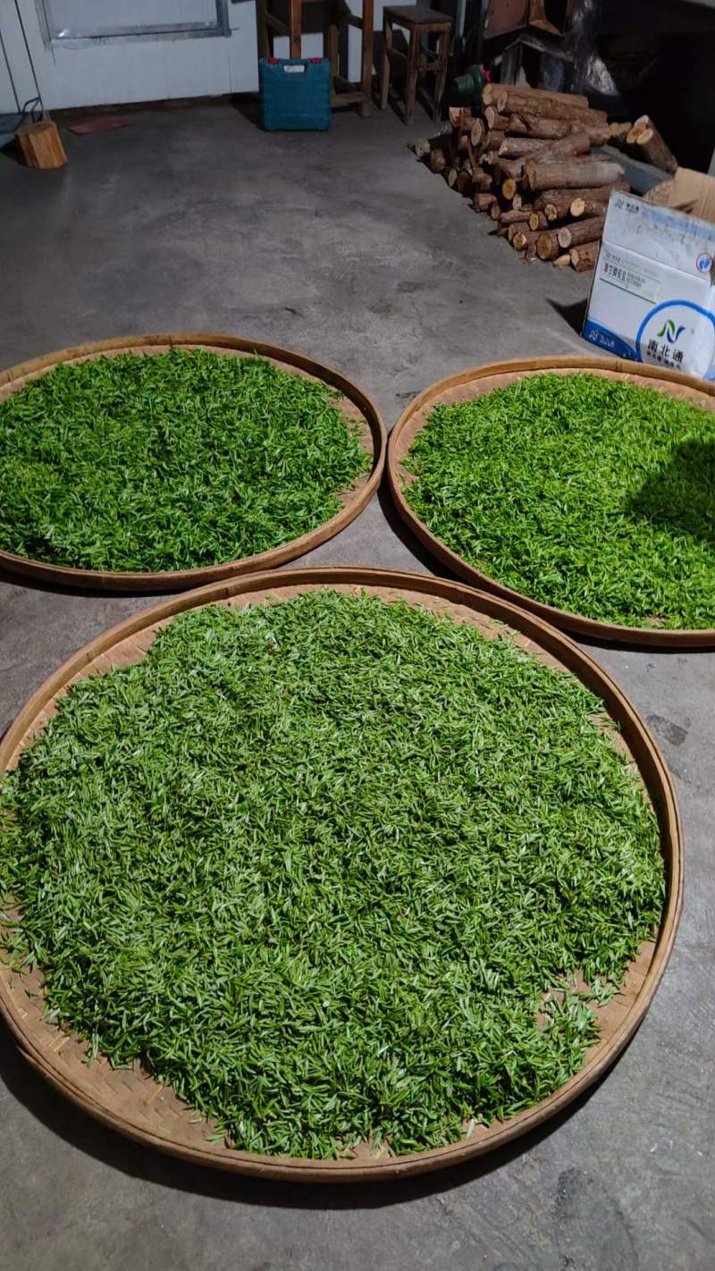 毛尖茶  农家有机茶~高山云雾茶