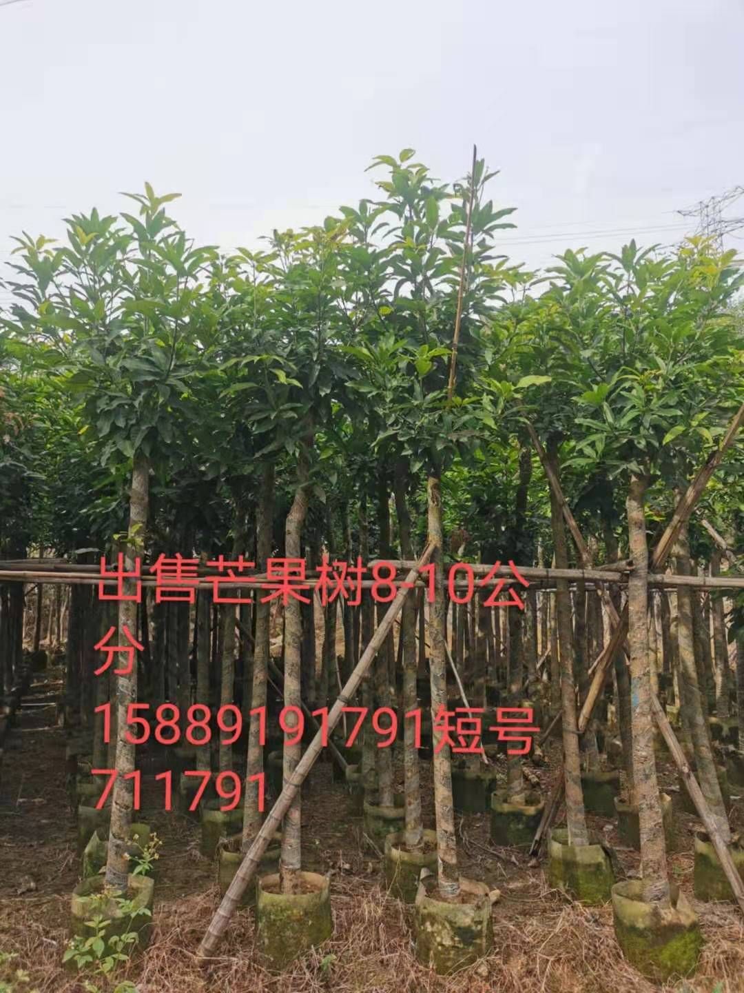 芒果苗  芒果树移植苗8公分 10公分