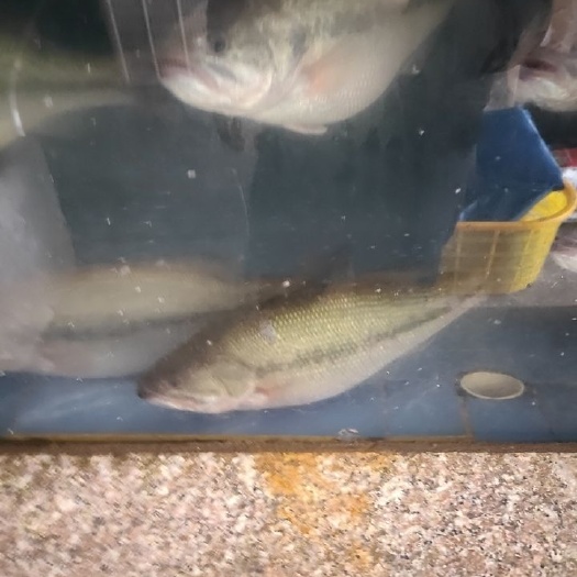 淡水鲈鱼 加州鲈鱼