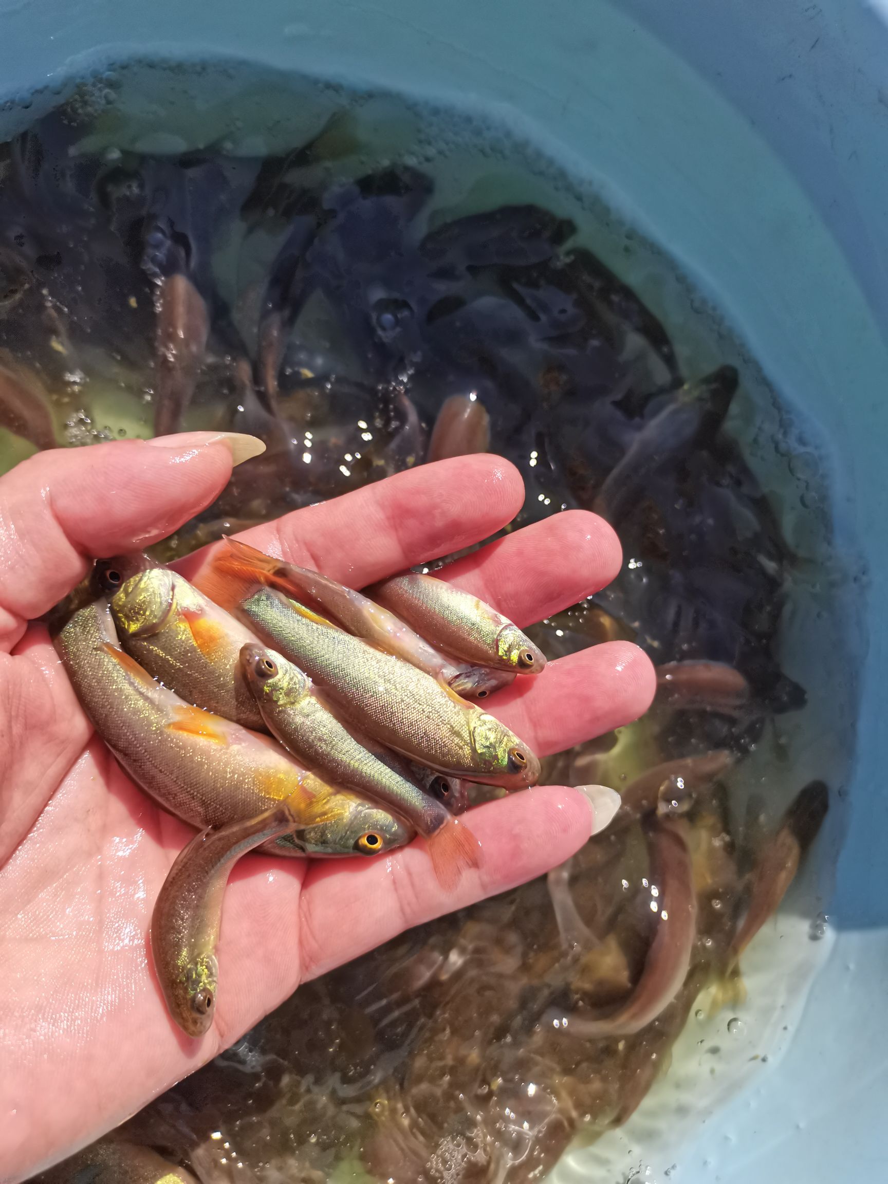 丁贵鱼苗丁桂鱼苗太岁鱼苗