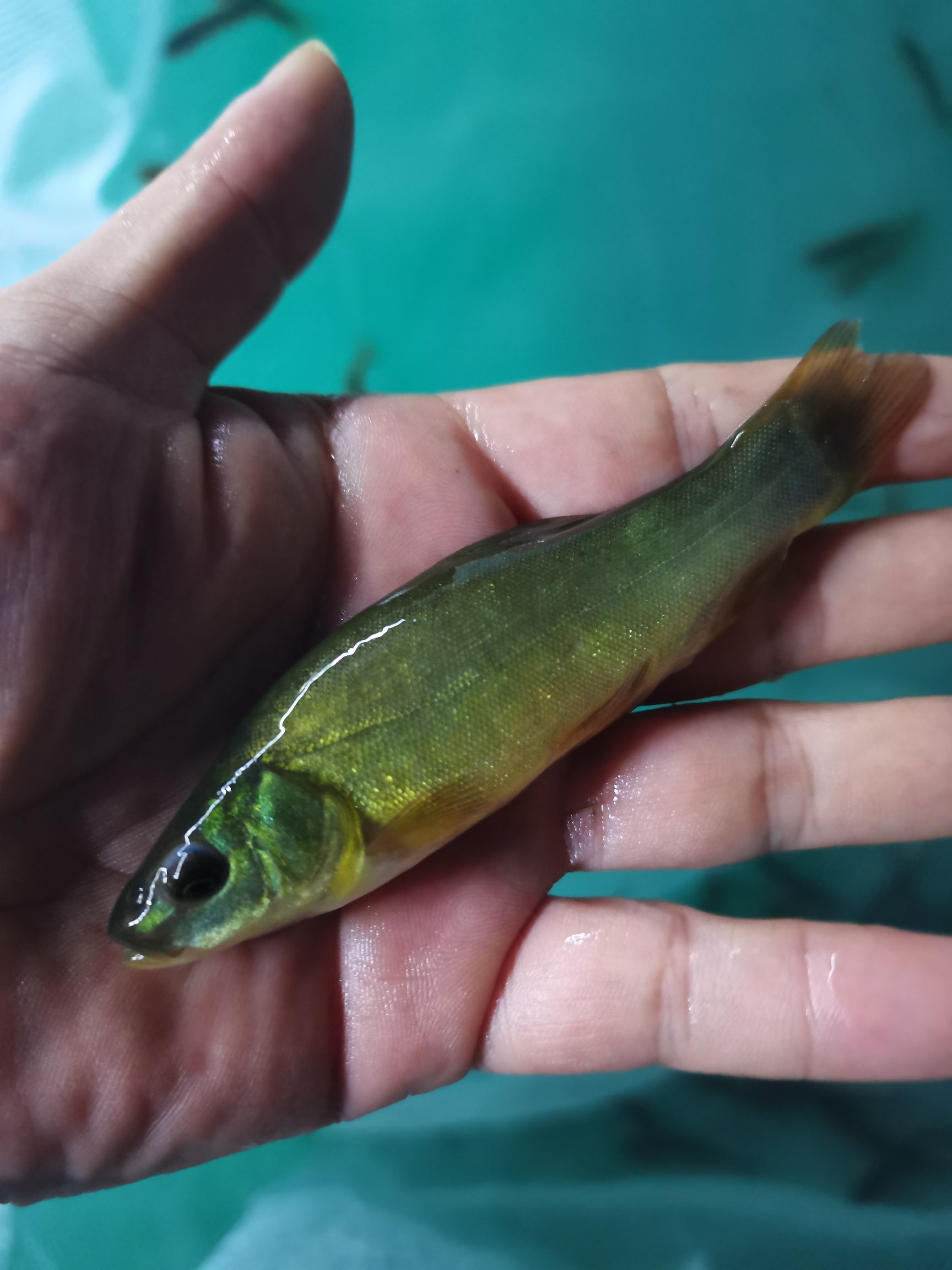 丁贵鱼苗丁桂鱼苗太岁鱼苗