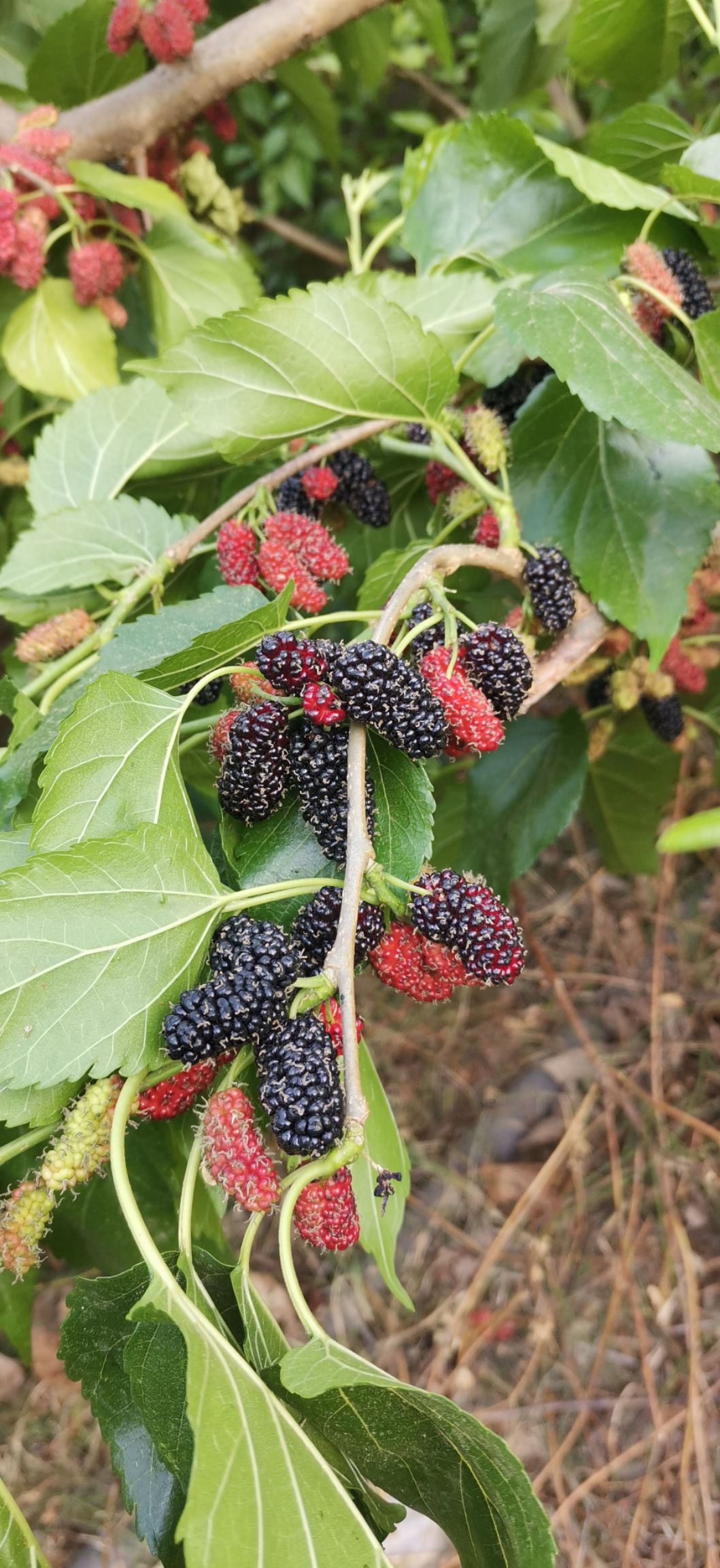 黑桑葚  大凉山德昌桑椹大量走货中，个大，糖份高，无农药残留