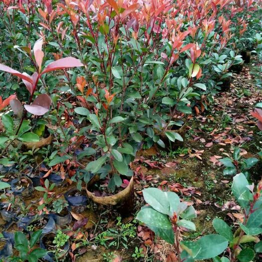 阳朔县 大量供应各种规格红叶石楠