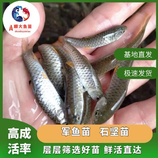 博罗县青鱼苗  军鱼苗，河坚鱼苗，青竹鲩