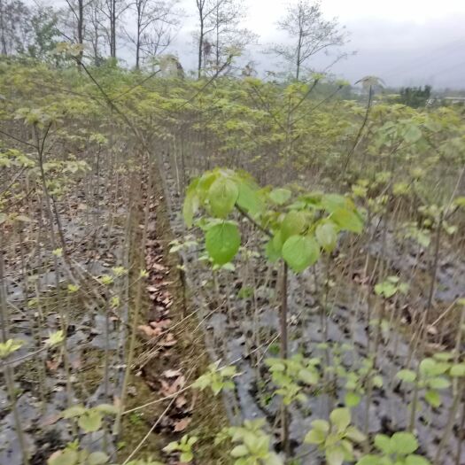 绵阳毛叶山桐子苗 山桐子树苗