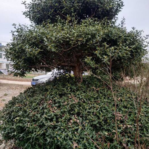 溧阳市构骨  3m高3层造型枸骨树，开花正常，绿色长青