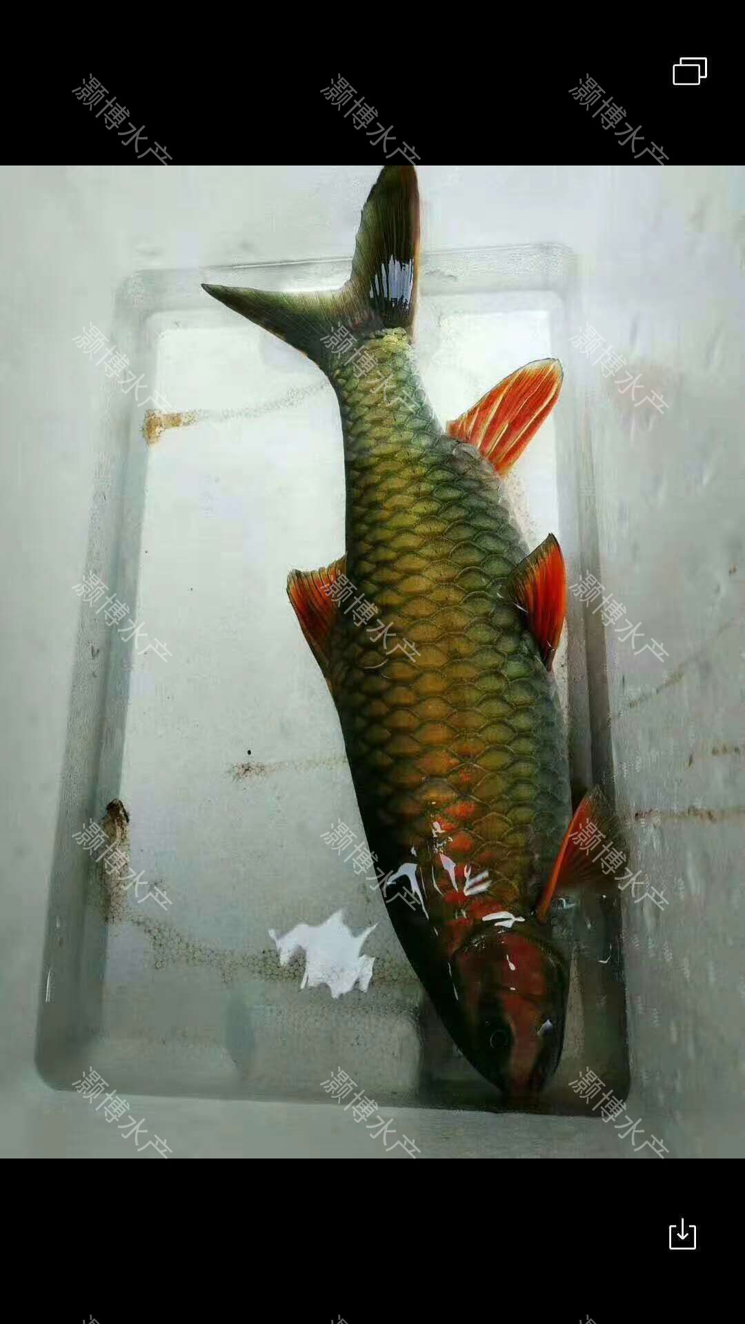 倒刺鲃鱼苗  鲤鱼苗青竹鲤鱼苗足八鲤鱼苗花面鲤鱼苗