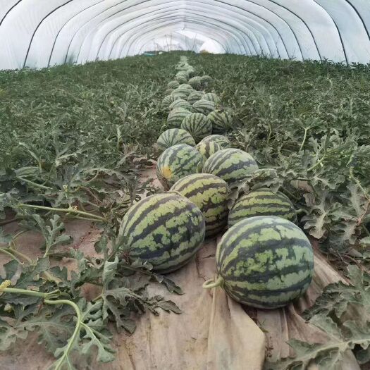 耿马县 正宗美都西瓜，皮毛光华，个头均匀，六斤打底到12斤，