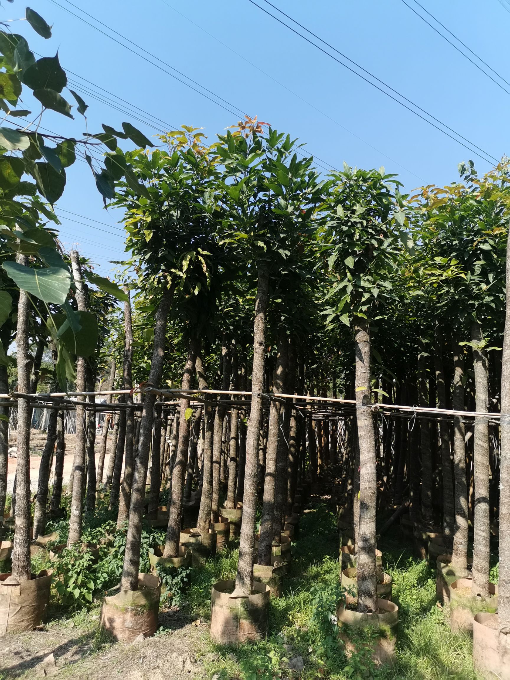 芒果苗  芒果树移植苗8公分 10公分