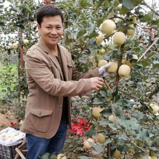 咸阳苹果树苗  苹果苗