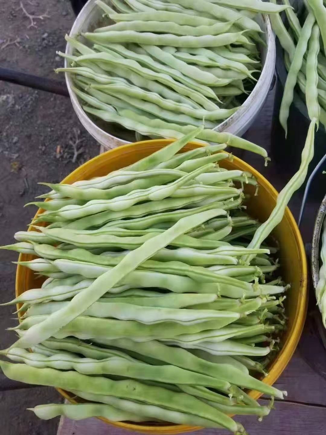 九粒白芸豆  山东沂水芸豆批发市场  货源足   质量好  价格优