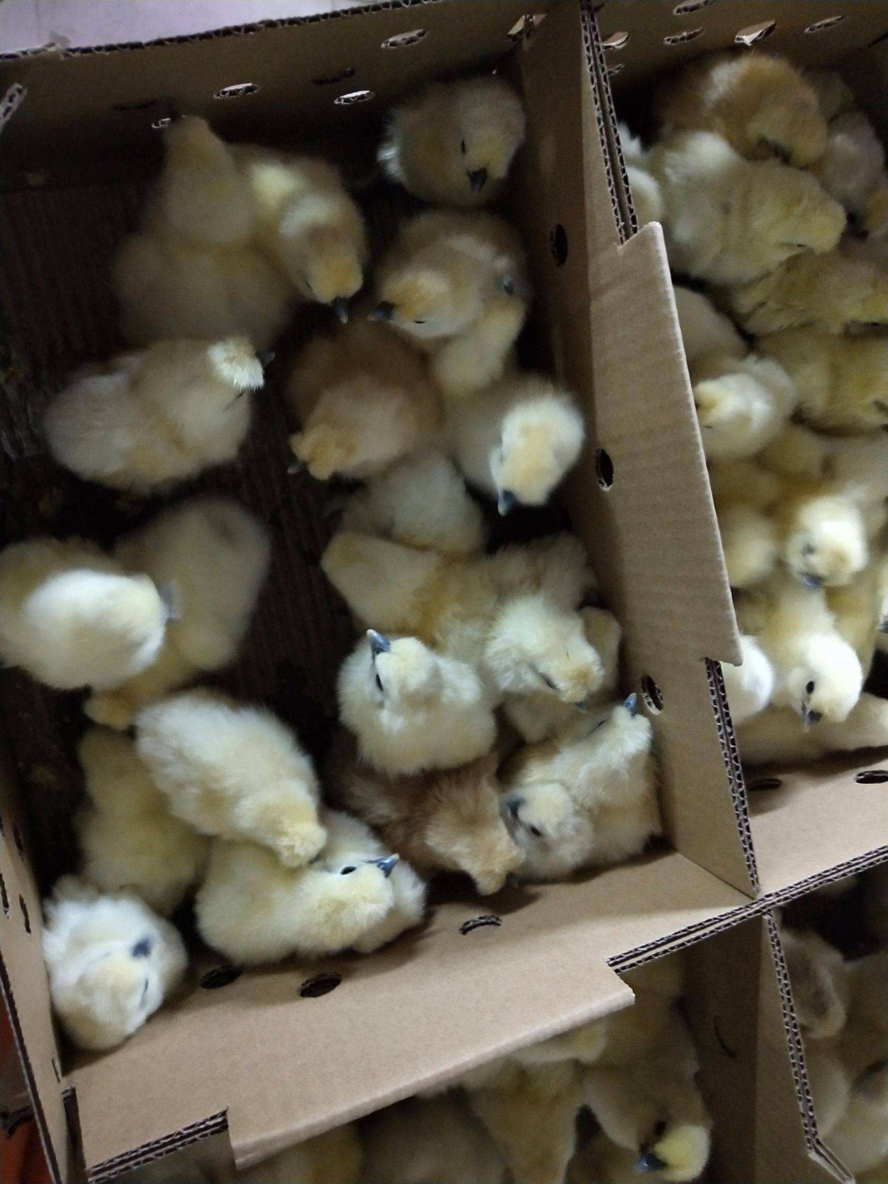 乌骨鸡苗  五黑脱温苗和白凤乌鸡脱温苗