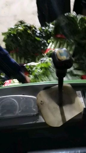 绿包菜 山东省临沂市郯城县 1.5~2.0斤