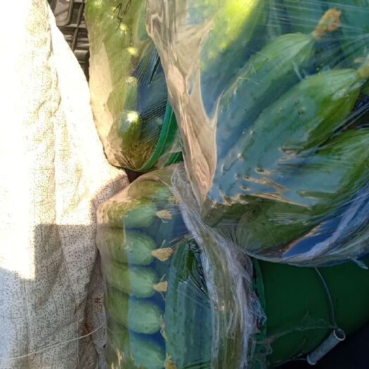 沈阳 绥中精品旱黄瓜