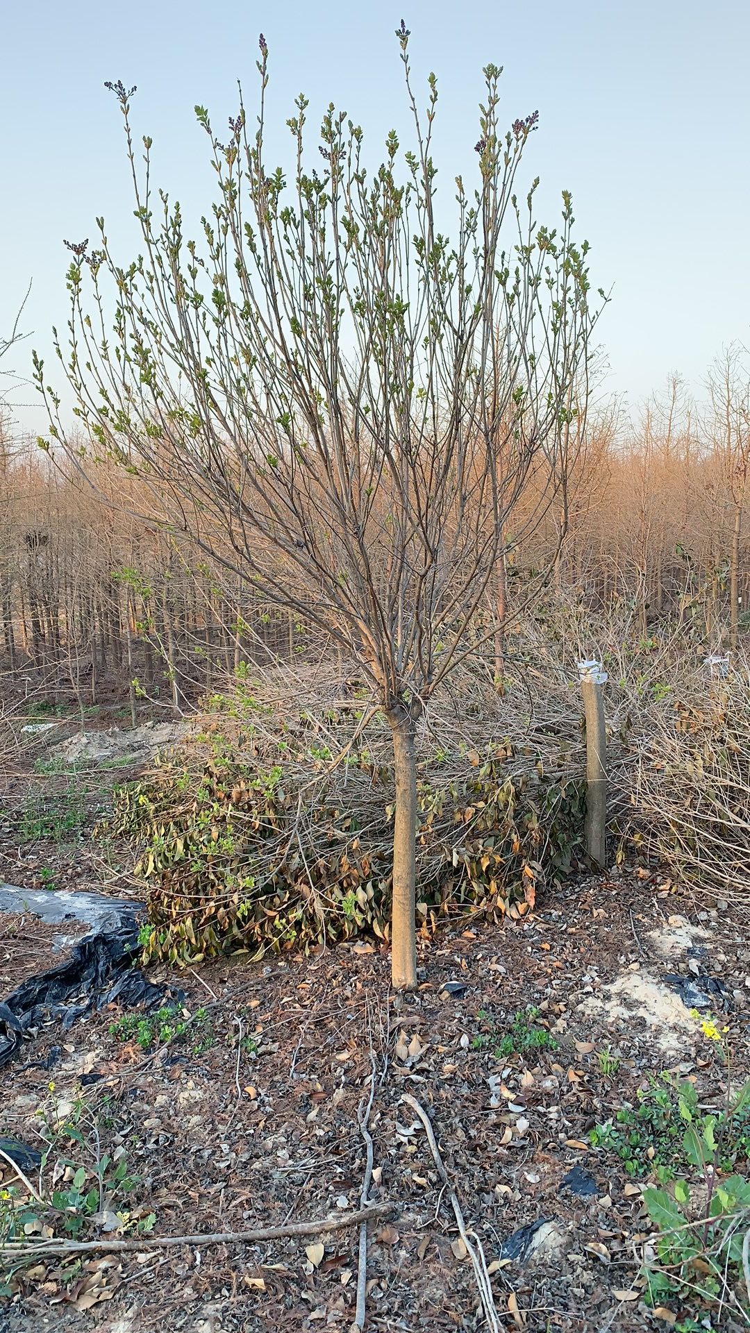 江苏盐城紫丁香 黄金丁香产地