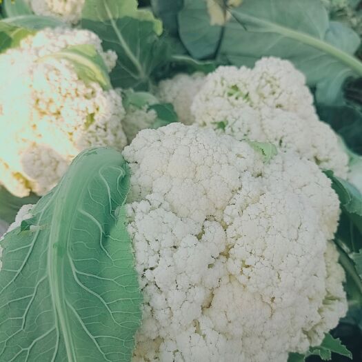 陆良县 云南精品松花菜 白花 花菜 大量供应