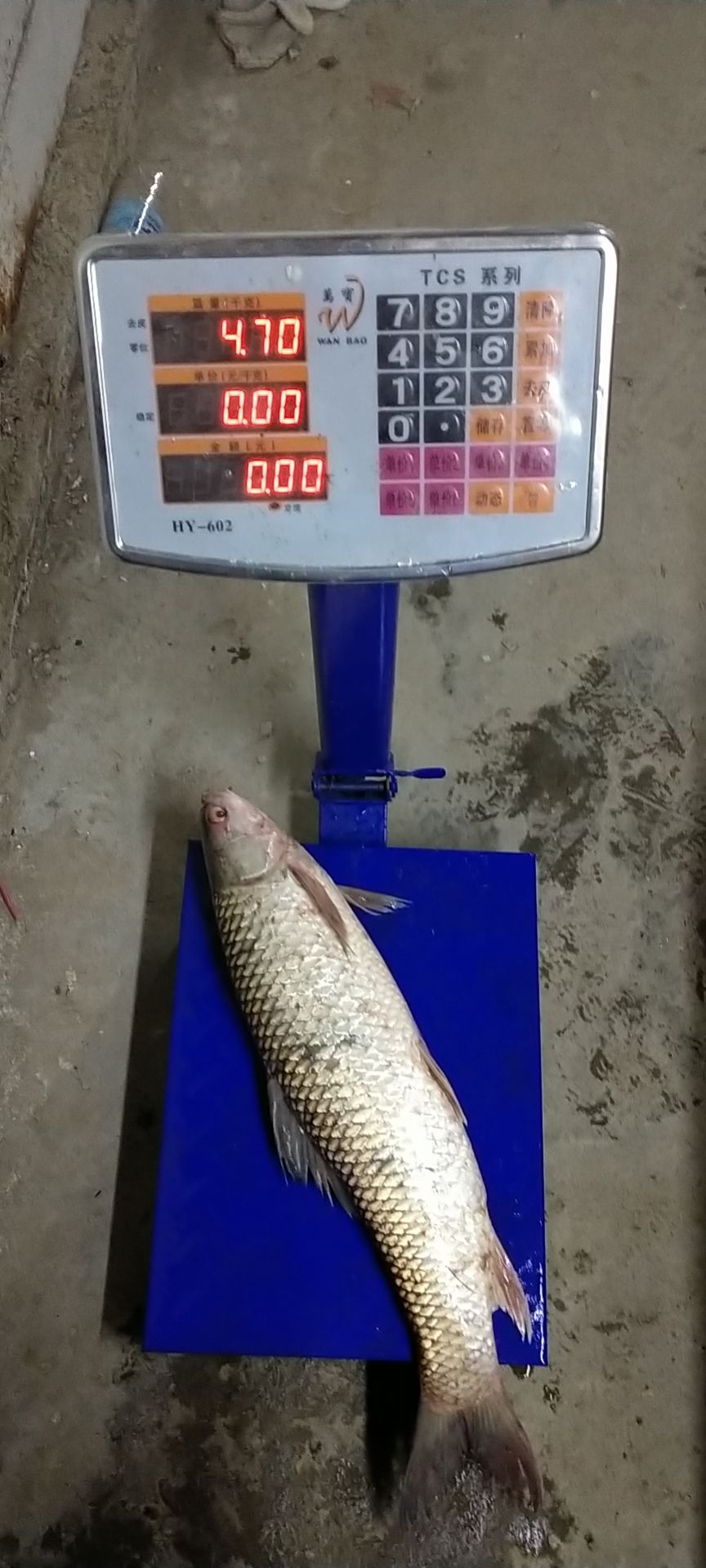 鲮鱼 大麦鲮去头开肚