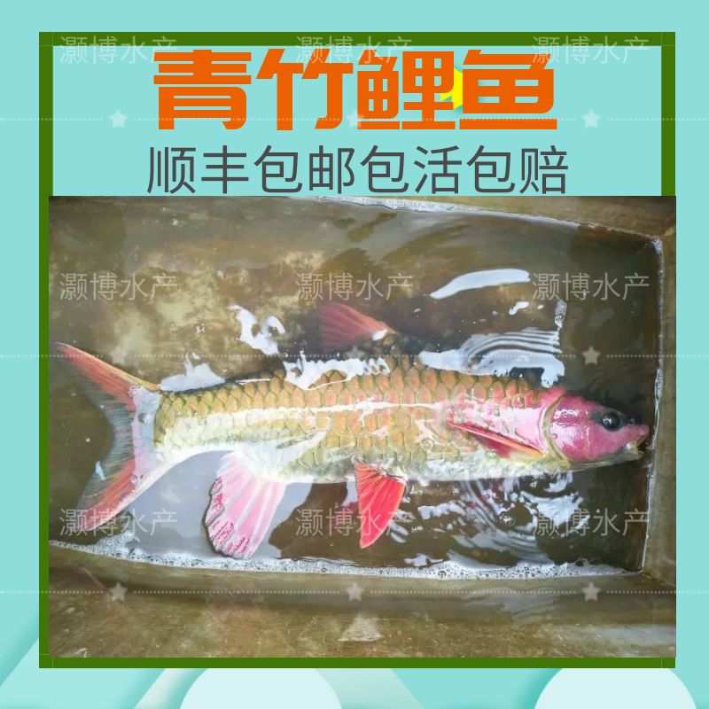 倒刺鲃鱼苗  鲤鱼苗青竹鲤鱼苗足八鲤鱼苗花面鲤鱼苗