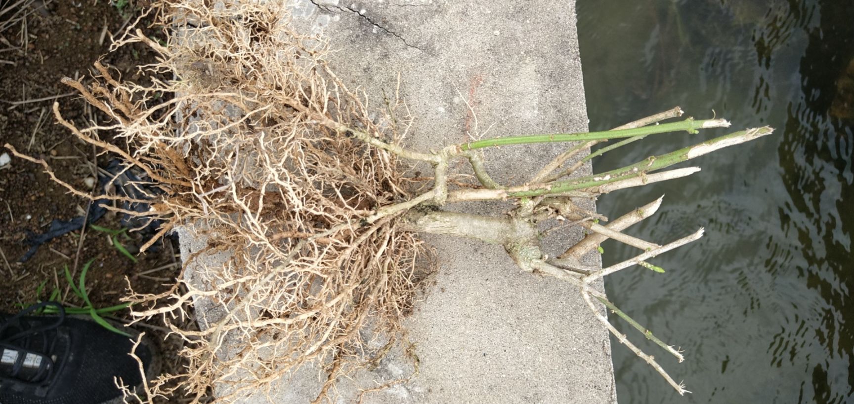 茉莉花苗2~4年，春季种植50天后有花苞
