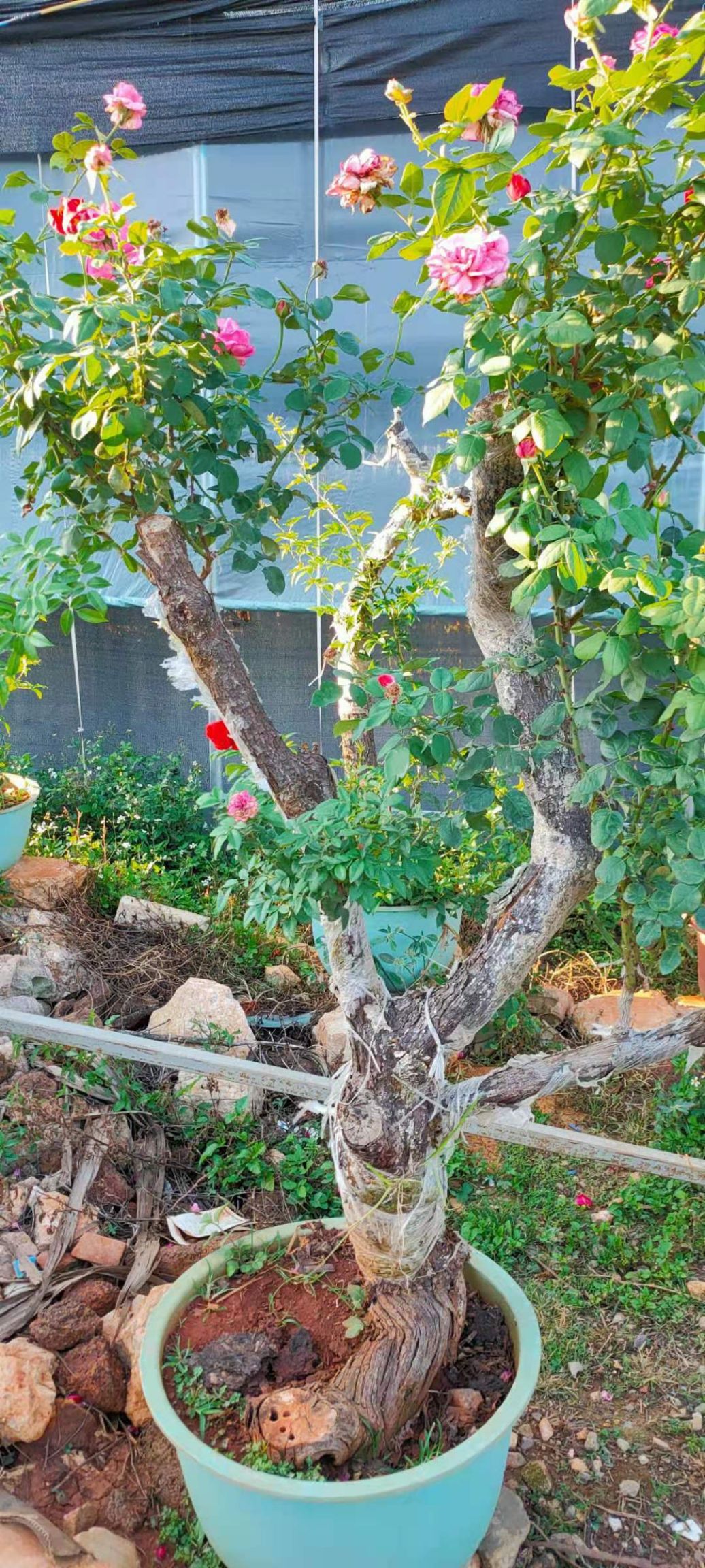 树状月季  云南月季 1000棵左右