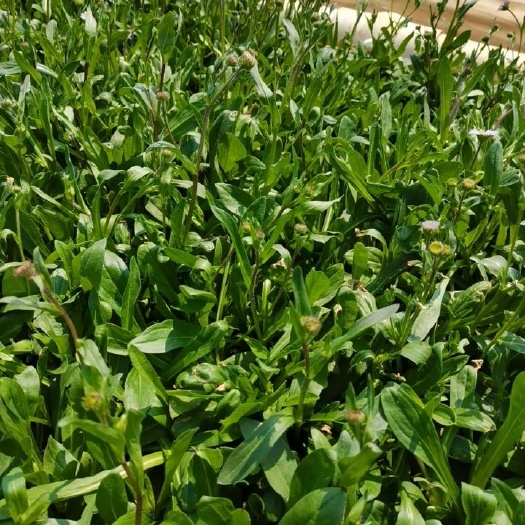 泸西县灯盏细辛 灯盏花茶，选用自己基地里的优质鲜品，纯手工饮用水洗。
