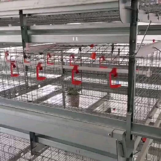 西平县鸡笼养鸡设备自动化层叠式养鸡鸡笼育雏笼蛋鸡笼肉鸡笼