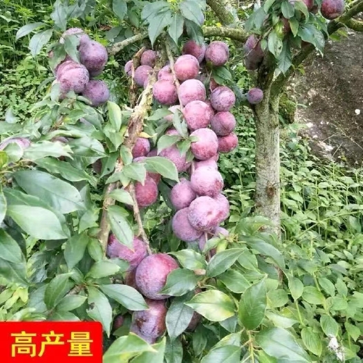 灵山县正宗三李树苗 李子树果苗 嫁接苗南方广西山华李果苗 李子苗树