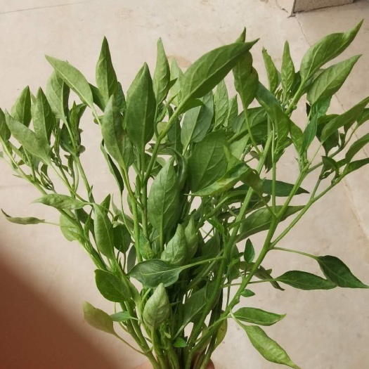 沭阳县杭椒苗  农户直销，品种保证，产量高，辣椒苗螺丝椒，线椒，各种蔬菜苗…