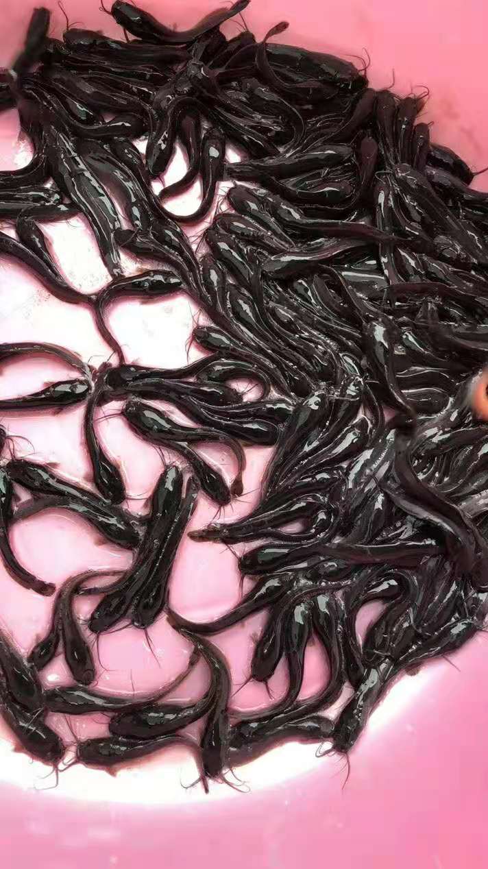埃及塘鲺鱼苗  埃及鱼苗，快大易养，抗病力强。