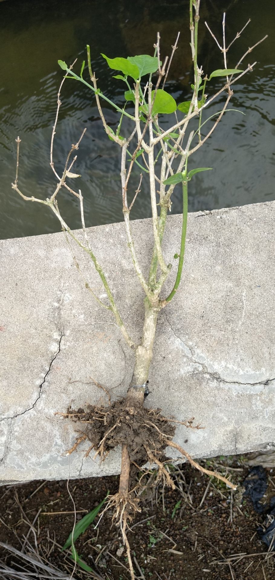 茉莉花苗2~4年，春季种植50天后有花苞